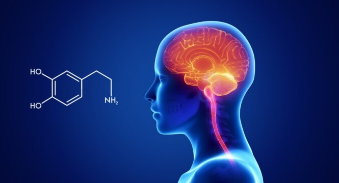 Dopamine release while gambling and winning