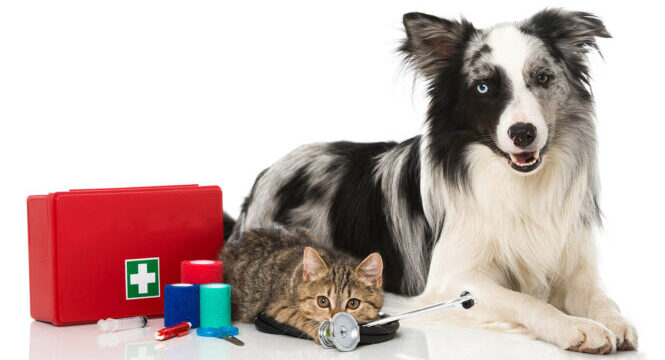 Assembling a Pet First Aid Kit