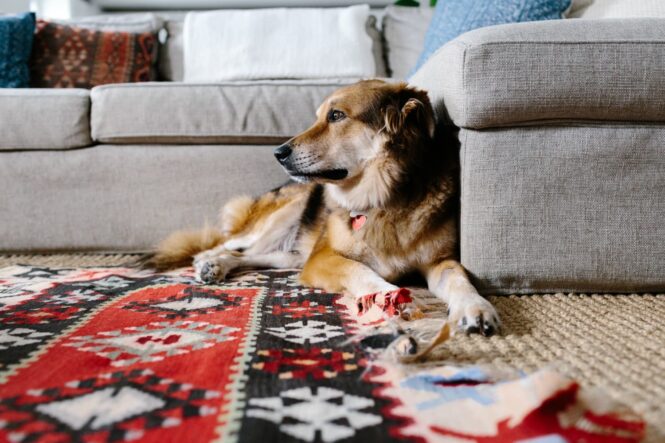 Factors to Consider When Choosing a Rug for a Pet-friendly Home