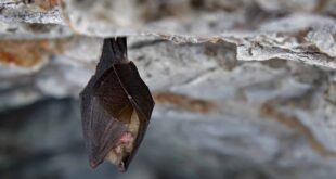 Defensive Measures: 9 Ways to Keep Your Home Safe from Bats