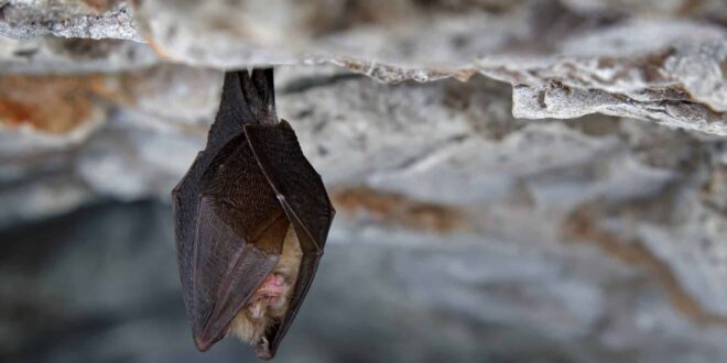Defensive Measures: 9 Ways to Keep Your Home Safe from Bats