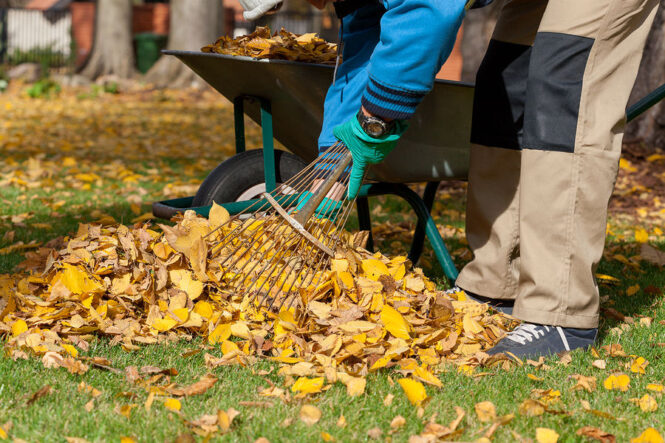 Keep Your Yard Clean