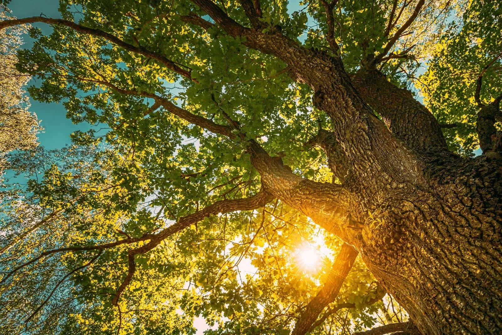 tree trimming