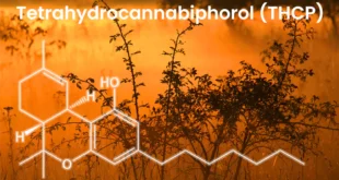 Tetrahydrocannabiphorol