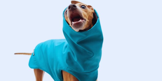 Pet Fashion Myths Busted-Do Dogs Really Enjoy Wearing Clothes