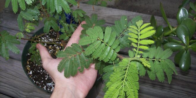 Cultivating The Enigmatic Mimosa Hostilis-A Comprehensive Guide