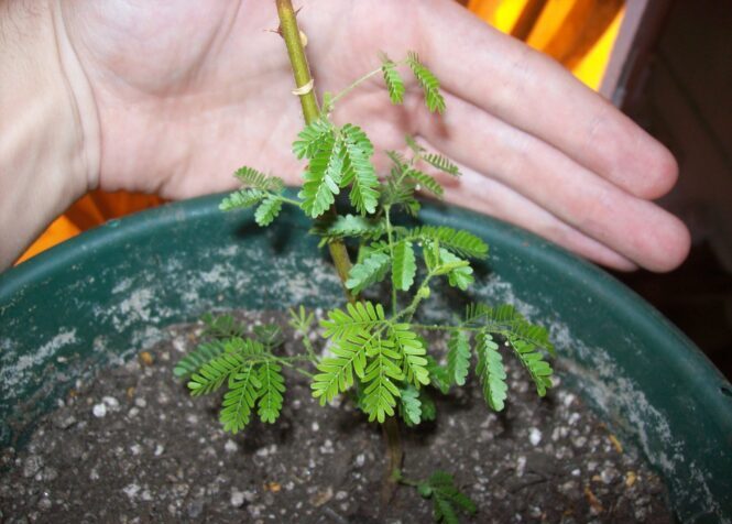 Propagation - Mimosa Hostilis