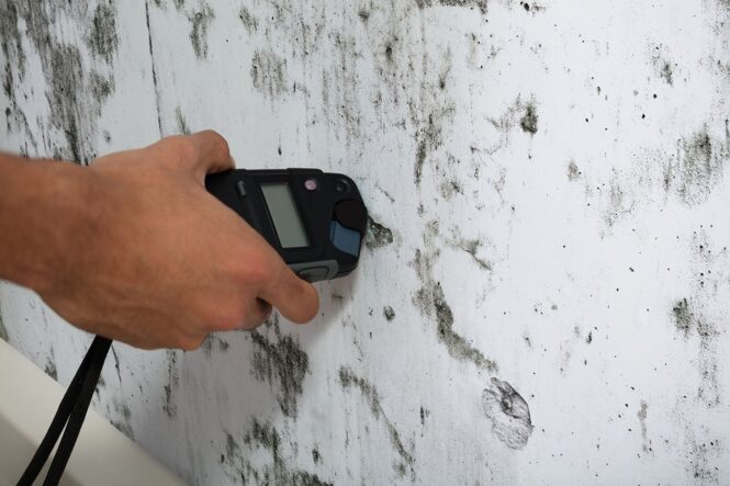 Mold Inspection