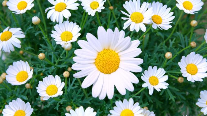 Daisy flower