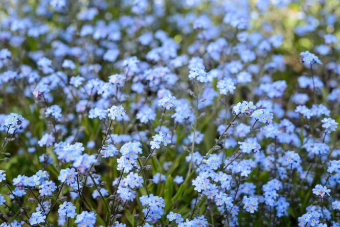 Forget me not flowers